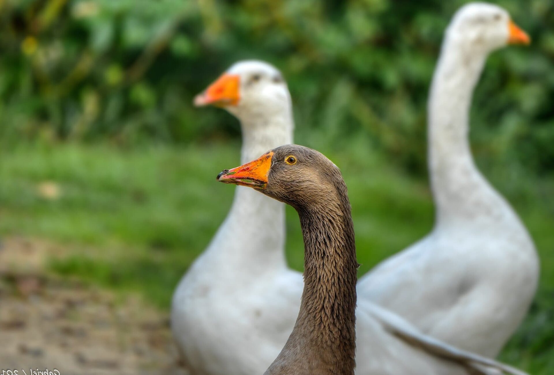 Márton-napi libaságok