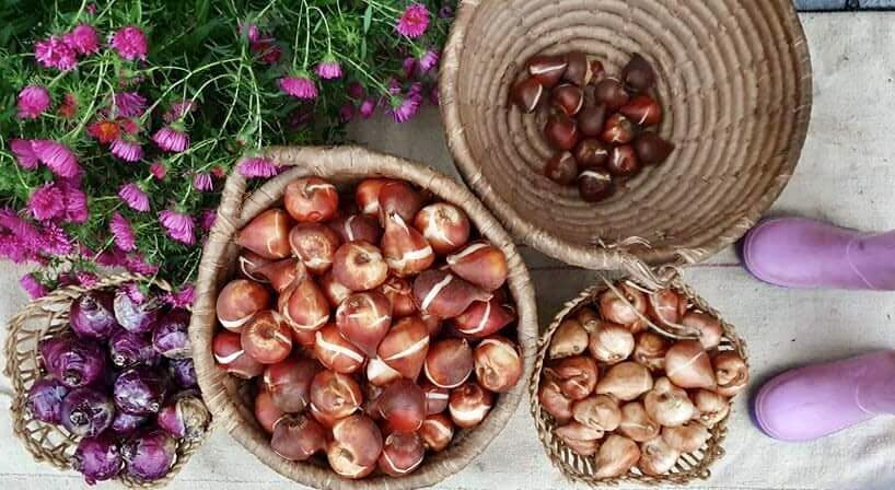 TulipGarden virághagymák vására