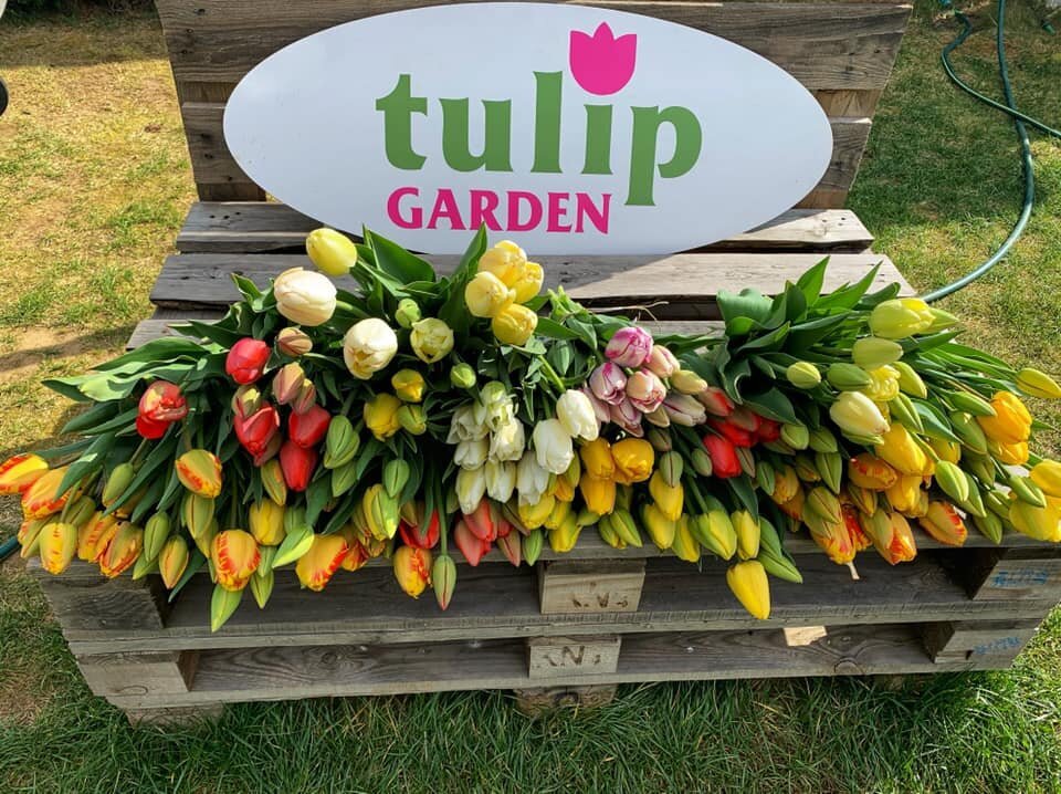 Tulipánszüret