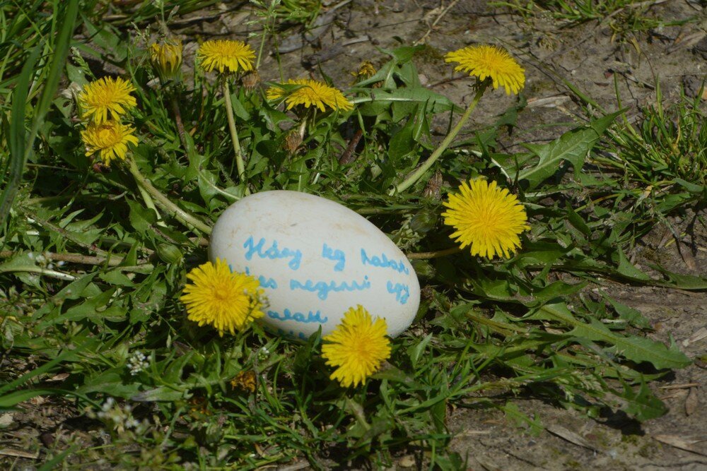 Húsvéti tojásvadászat a Vadasparkban