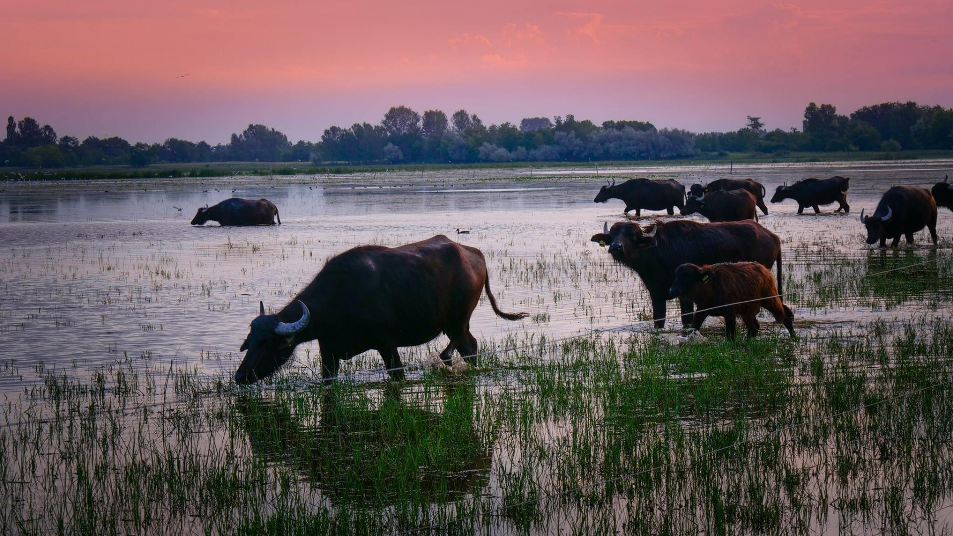 Értékeink nyomában 3.: Naplementés bivalyos túra