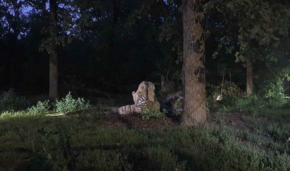 Állatkertek éjszakája