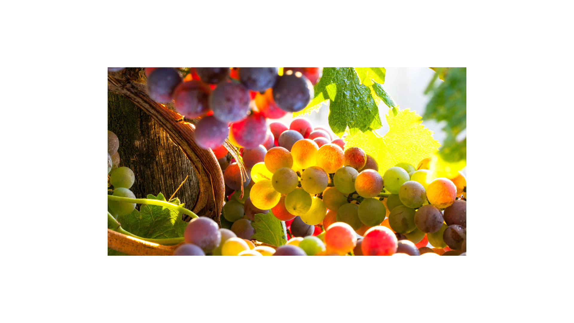 XX. Szüreti mulatság