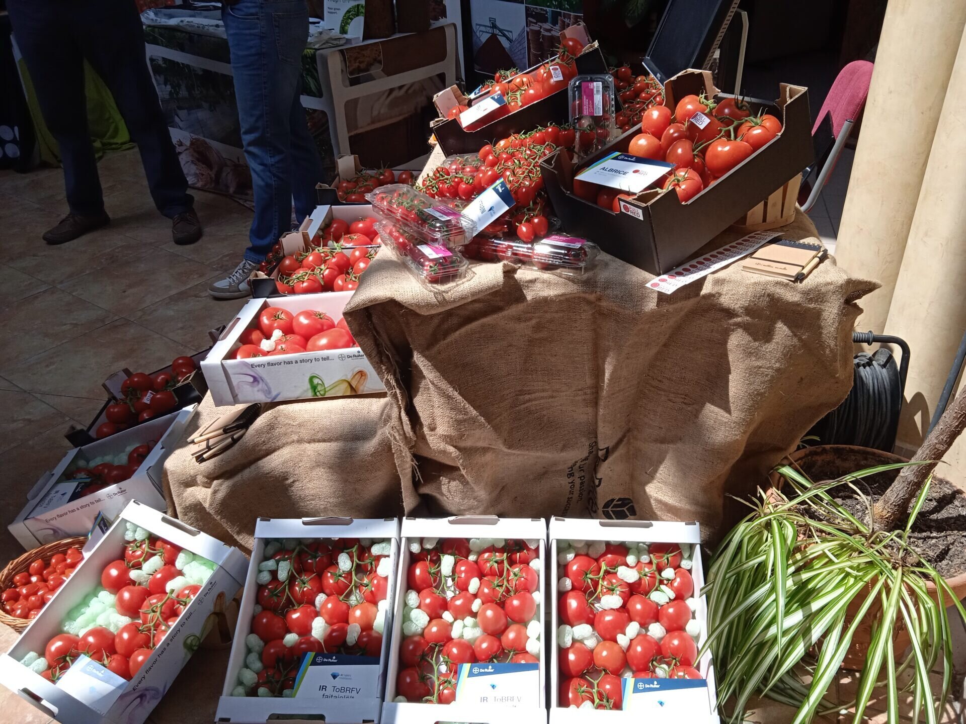 Paradicsomok a standon