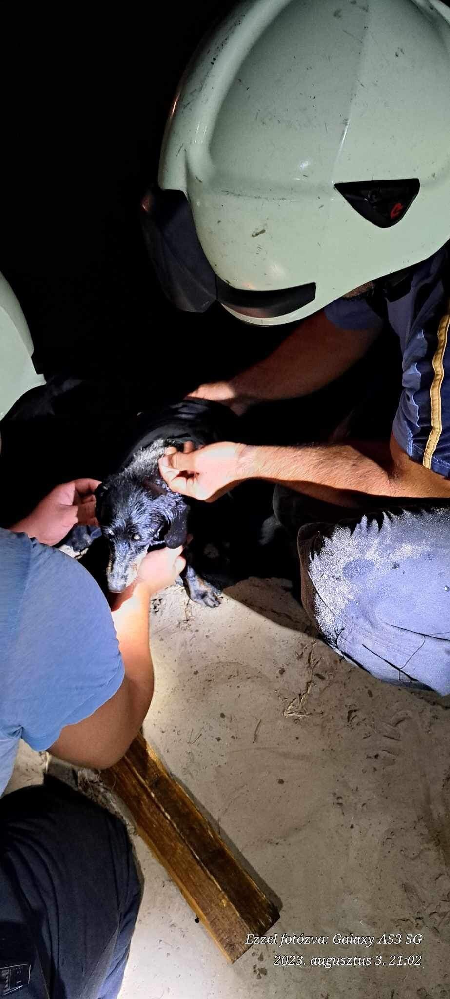 Kutyaéletet mentettek a mórahalmi önkéntes tűzoltók