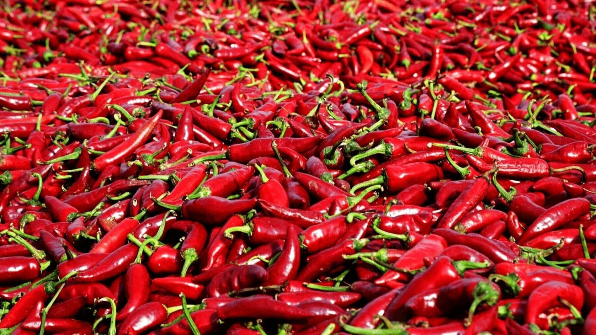 Szombati paprikázás a Buba-busszal