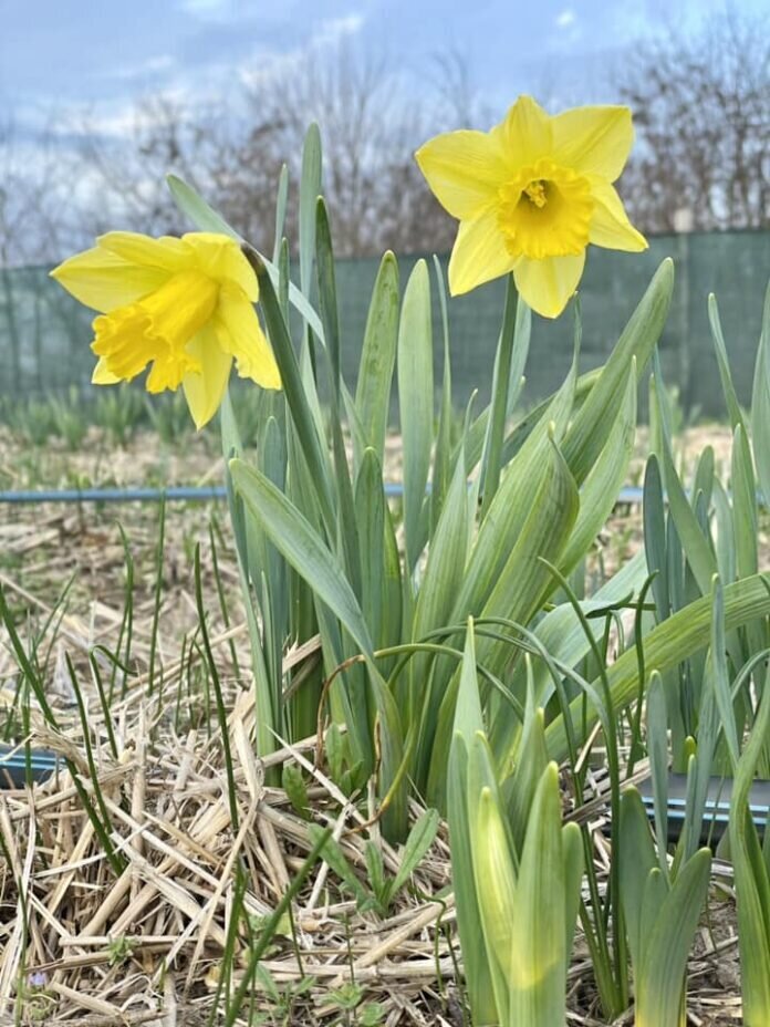 Máris nyílnak a nárciszok a mórahalmi tulipános kertben