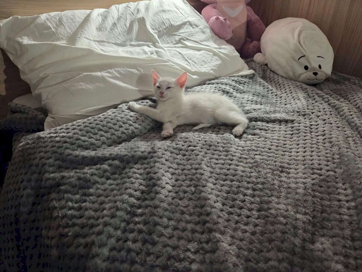 Ülve aludt el a mórahalmi forgatás apró főszereplője