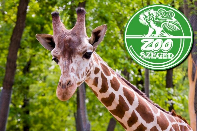 Szegedi Vadaspark logója, és egy zsiráf