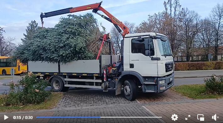 Megérkezett a Városháza elé Mórahalom fenyőfája.
