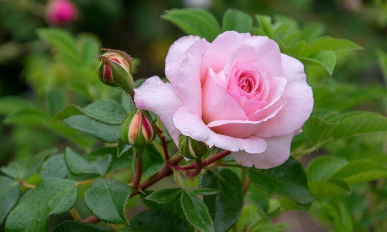 Díszkertlátogatás