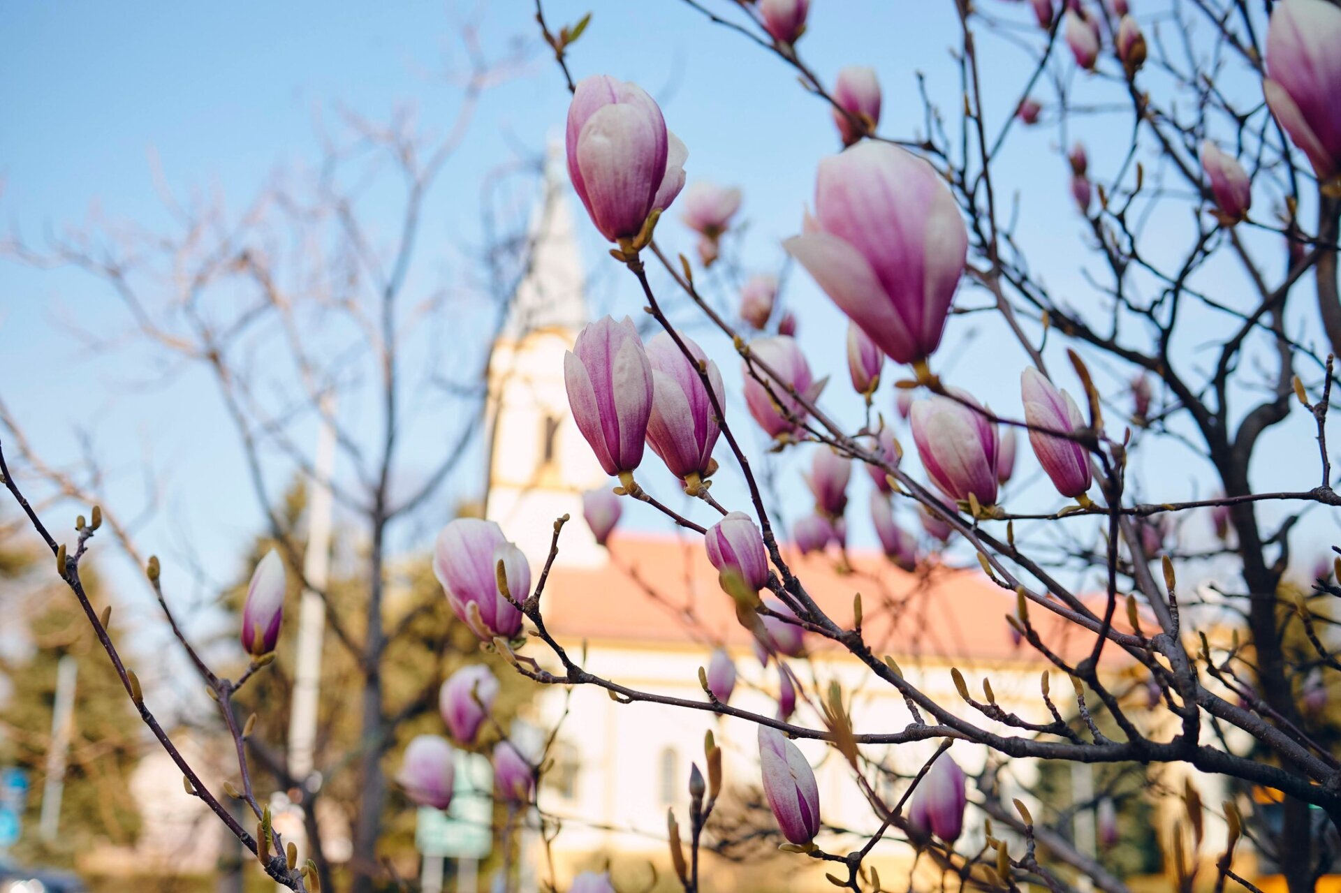 Tisztelt tanyán élő Mórahalmiak!