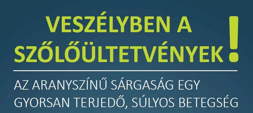 Veszélyben a szőlőültetvények!