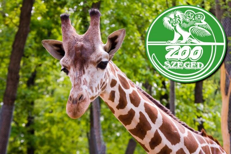 Szegedi vadaspark logója